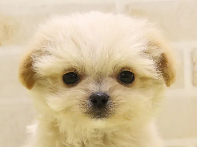 千葉県のハーフ犬・ミックス犬 (ペッツワン船橋習志野店/2025年1月25日生まれ/男の子/アプリコット)の子犬